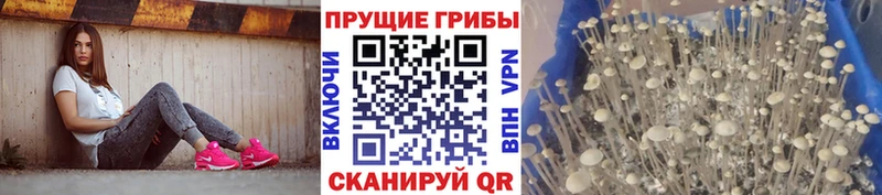 Галлюциногенные грибы прущие грибы Белёв